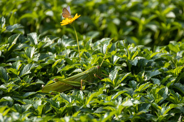 colorful wings of butterflies