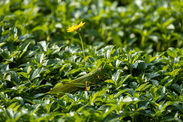colorful wings of butterflies