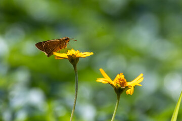 colorful wings of butterflies