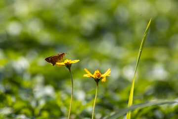 colorful wings of butterflies
