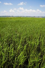 Heilongjiang,zhalong Natural Reserve,