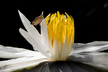 colorful wings of butterflies