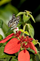 colorful wings of butterflies