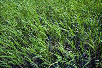 Heilongjiang,zhalong Natural Reserve,