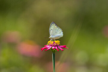 colorful wings of butterflies