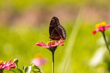 colorful wings of butterflies