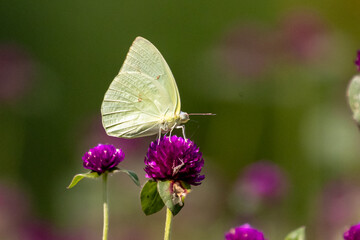 colorful wings of butterflies