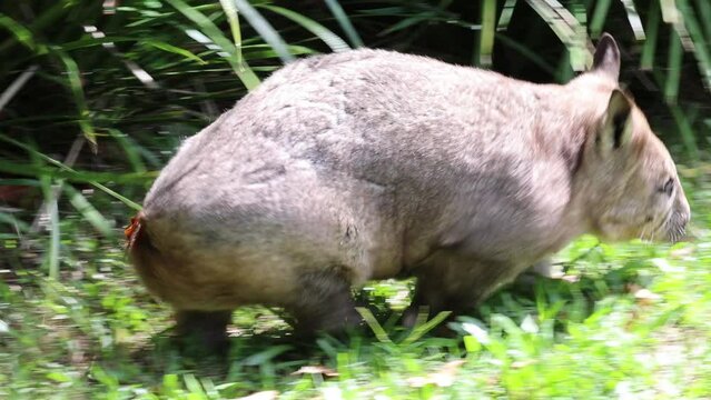 A wombat searching for food in its natural habitat.