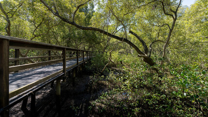 Wynnum Mangrove Boardwalk in Brisbane, Queensland