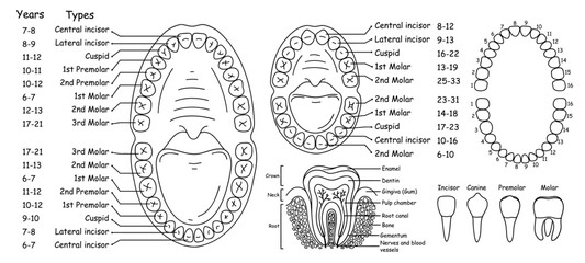 Set of anatomy of human teeth and jaws, arrangement of teeth in people - adults and children, set of vector illustrations in doodle style