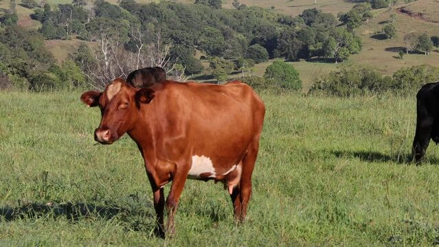 Close up of a cow staring directly at the camera in a serene natural setting.