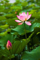 Obraz premium Lotus