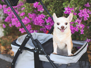 Happy brown short hair Chihuahua dog  standing in pet stroller in the park with purple flowers background. smiling and looking at camera © Phuttharak