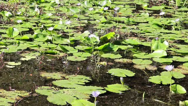Water lily flowers and pads floating in a serene swamp pond.