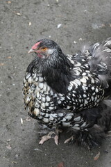 silver Laced Cochin are so beautiful you can barely take your eyes off them. Simply gorgeous! We hatch these chicks year around at Egg Well Farm, Wellford,