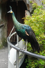 Peacocks, specifically the male peafowl, are known for their extravagant and colorful plumage. They belong to the pheasant family|孔雀
