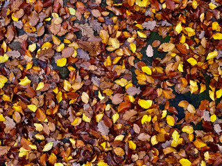 Yellow wet leaves on the ground in the forest. Background