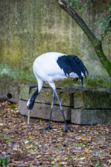 タンチョウちゃん