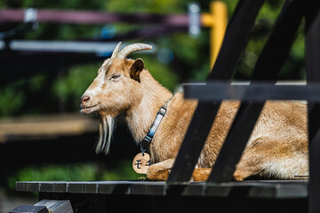 ヤギのモチちゃん