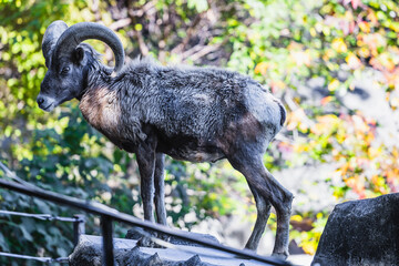 オオツノヒツジ