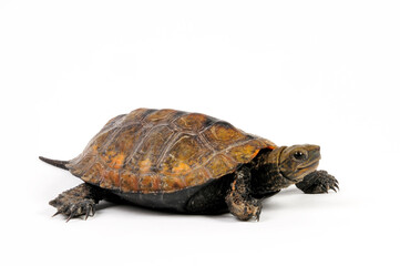 Japanese pond turtle // Japanische Sumpfschildkröte (Mauremys japonica)