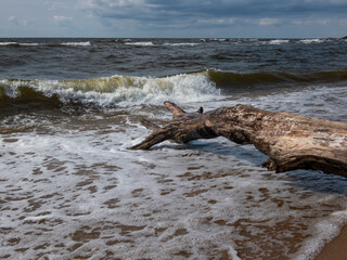 Fototapeta premium Seascape depicting landscape of Baltic sea with huge white waves and beach with yellow sand and shore with tree trunk washed out of water and blue sky above