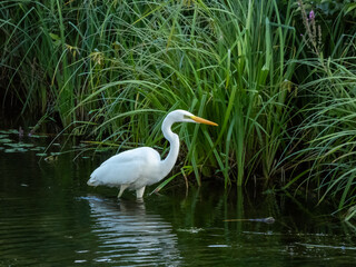 Great or common egret (Ardea alba) with pure white plumage, long neck and yellow bill standing in water near green vegetation