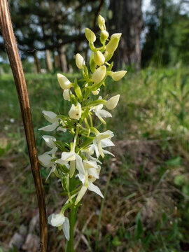 Lesser butterfly-orchid (Platanthera bifolia) flowering with inflorescence of up to 25 whiteish-green flowers