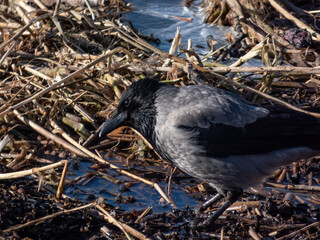 The hooded crow (Corvus cornix) standing in the water in wetland