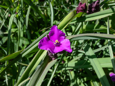 Award-winning Spider Lily (Tradescantia) 'Concord grape' flowering with three-petaled, bright purple flowers adorned with yellow stamens in summer