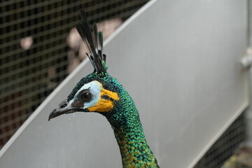 Peacocks, specifically the male peafowl, are known for their extravagant and colorful plumage. They...