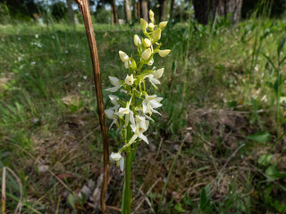 Lesser butterfly-orchid (Platanthera bifolia) flowering with inflorescence of up to 25 whiteish-green flowers
