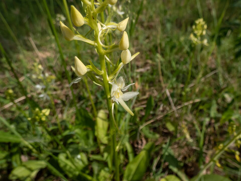 Lesser butterfly-orchid (Platanthera bifolia) flowering with inflorescence of up to 25 whiteish-green flowers