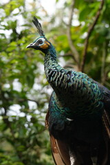 Obraz premium Peacocks, specifically the male peafowl, are known for their extravagant and colorful plumage. They belong to the pheasant family|孔雀