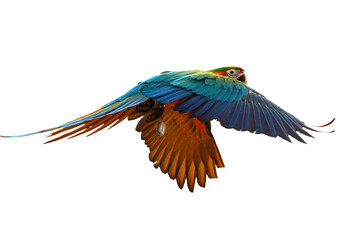 Fototapeta premium The scarlet macaw (Ara macao) flying through on sky, Big parrots flying with white background