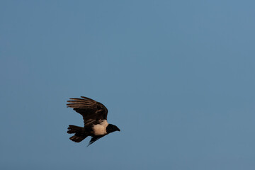 Pied Crow, Corvus albus