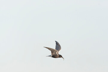 Black Tern, Chlidonias niger