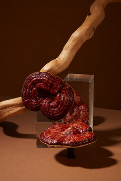 Minimal abstract background for advertising product with lingzhi mushroom ingredient. On a brown background, ganoderma mushrooms decorated with glass podiums and dry twig. Space for design