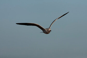 African Grey-headed Gull, Chroicocephalus cirrocephalus poliocephalus