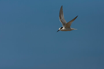 Fototapeta na wymiar Little Tern, Sternula albifrons
