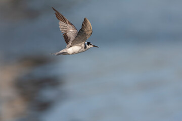 Black Tern, Chlidonias niger