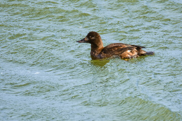 Close-up of a female of the velvet scoter (Melanitta fusca, velvet duck) swimming on water, a big brown sea duck
