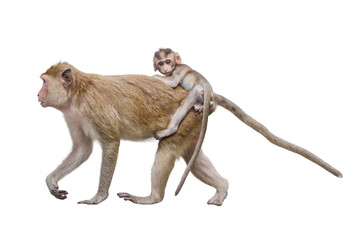 Portrait side view Macaca, Brown baby monkey on mother monkey's back its looking, Family ties cute, warm, safe and moving forward. Material for creative idea. Isolated background with transparent.