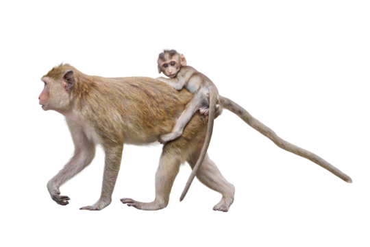 Portrait side view Macaca, Brown baby monkey on mother monkey's back its looking, Family ties cute, warm, safe and moving forward. Material for creative idea. Isolated background with transparent.