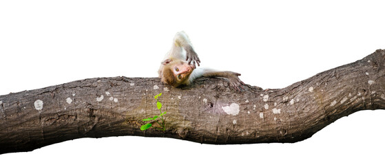 Portrait, monkey or Macaca on trees in forest park sleep and roll on the branch it enjoy relax happy alone, Cheeky expression, cute. Material for creative idea. Isolated background with transparent.