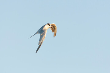 Forster's Tern, Sterna forsteri