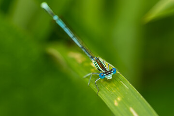Macro of a male of the white-legged damselfly or blue featherleg (Platycnemis pennipes) - blue...