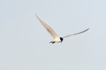Gull-billed Tern, Gelochelidon nilotica