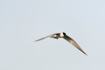 Gull-billed Tern, Gelochelidon nilotica