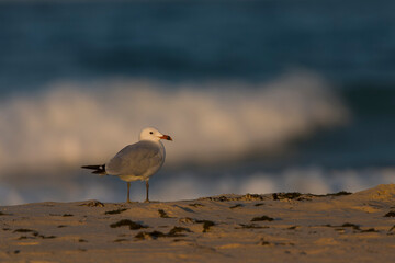 Audouin's Gull, Ichthyaetus audouinii